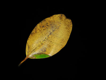 Dried leaves. Ketapang leaf, Terminalia catappa or ketapan is a large tropical tree that grows mainly in tropical Asia.の写真素材