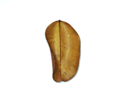 Dried leaves. Ketapang leaf, Terminalia catappa or ketapan is a large tropical tree that grows...