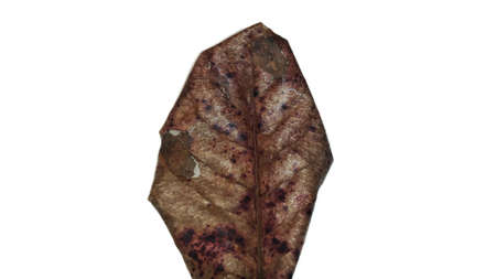 Dried leaves. Ketapang leaf, Terminalia catappa or ketapan is a large tropical tree that grows...