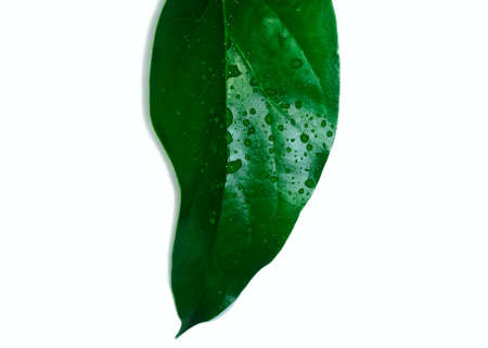 Wet green leaves exposed to raindrops. Fresh leaves isolated on a white background.の写真素材