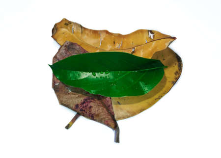 Types of plant leaves isolated on a white backgroundの写真素材