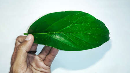 Wet green leaves exposed to raindrops. Fresh leaves isolated on a white background.の写真素材