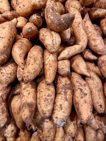 Cilembu sweet potato is a sweet potato cultivar which is a local breed from Cilembu Village, Sumedang, West Java, Indonesia.  This sweet potato is popular among consumers since the 1990sの写真素材