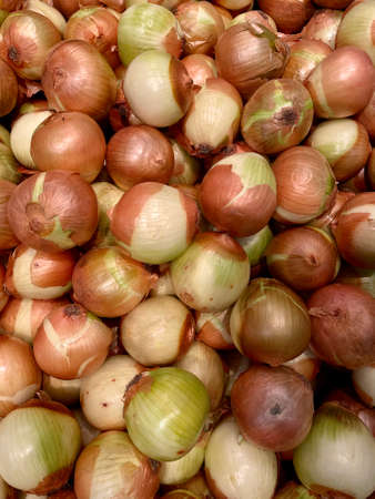 Onion (Latin: Allium Cepa Linnaeus) is the most widely cultivated and widely cultivated type of onion, used as a spice or cooking ingredient, with large round shape and thick flesh.の写真素材