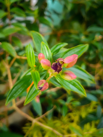 Close up of small pink flowers in the garden, Thailand. Selective focus.の写真素材
