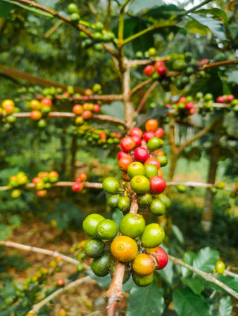 Coffee beans ripening on tree in coffee farm, Thailand.の写真素材