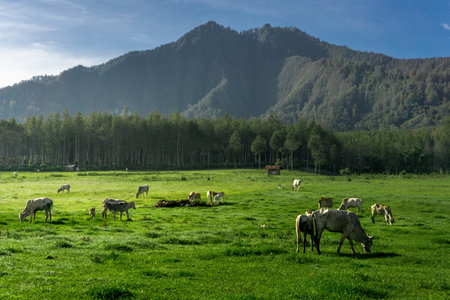 Herd of cows grazing in a green meadow in the mountainsの写真素材