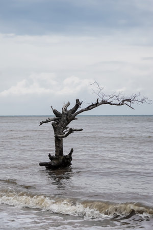Dead tree in the sea on a background of the cloudy sky.の写真素材
