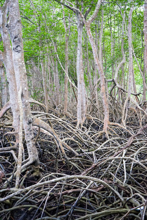 Mangrove forest in Thailand. Mangrove trees.の写真素材
