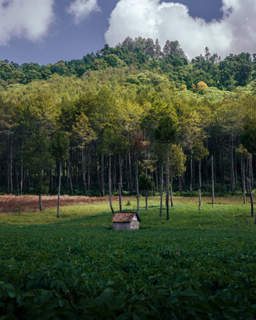 Landscape view of soybean field in the countryside of Thailand.の写真素材
