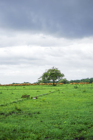 Green meadow with yellow sunflowers and a lonely tree.の写真素材