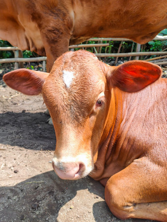 Brown cow on the farm. Close-up of a cow.の写真素材