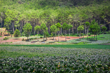 Cultivated field with green trees in the countryside, Thailand.の写真素材