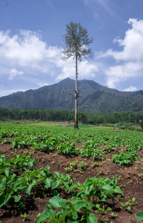 Seedlings of potatoes in a field with mountains in the backgroundの写真素材