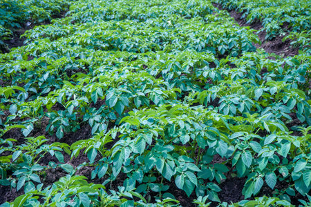 Potato field with green plants, closeup of potato crop.の写真素材