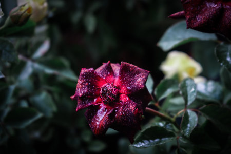Red rose with water drops on the petals, close-upの写真素材
