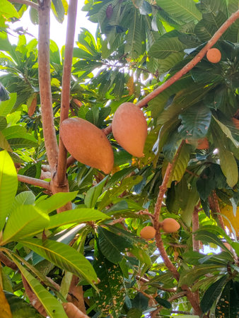 Ripe mango fruit on tree in tropical garden. Tropical fruit.の写真素材