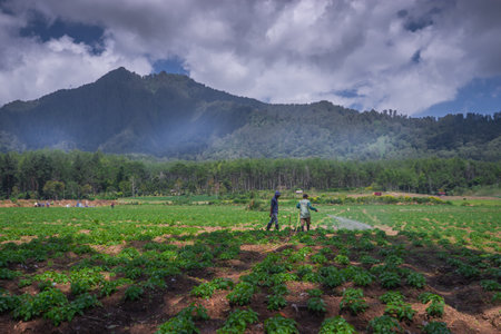 Agriculture in Thailand. Farmers are watering the vegetable garden.の写真素材