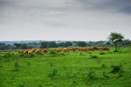 Grazing cows in a meadow in the countryside of Sri Lankaの写真素材