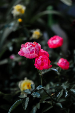 Roses in the garden, Roses are beautiful with a beautiful sunny day.の写真素材