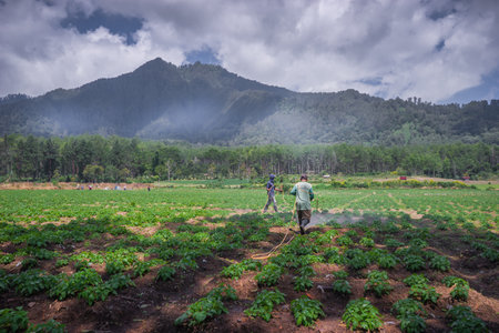 Peanut farm in Chiangmai province, Northern Thailand.の写真素材