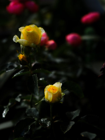 Beautiful yellow rose with water drops on petals in the gardenの写真素材