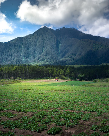 Peanut field in Mae Salong, Chiang Rai, Thailandの写真素材