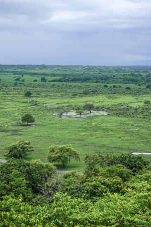 Landscape of Masai Mara National Park in Kenya, Africa.の写真素材
