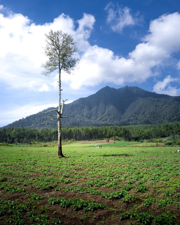 A tree in a field with a mountain in the background. The sky is blue.の写真素材