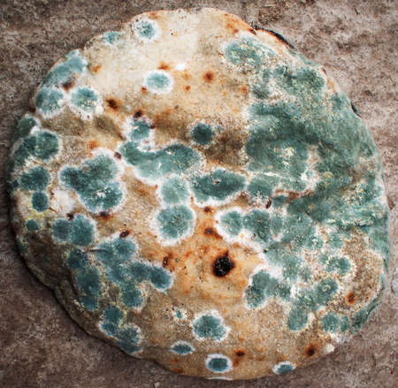 Mold on bread. Best before date has expired a long time ago with this moldy food.