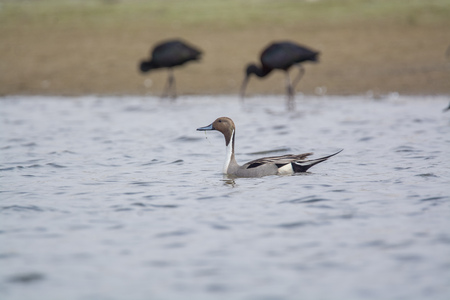 Pintail Duck photoの写真素材
