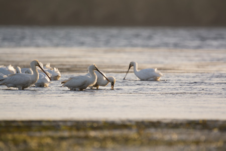 Eurasian spoonbillの写真素材