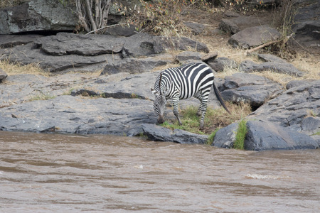 Africa Great Migrationの写真素材