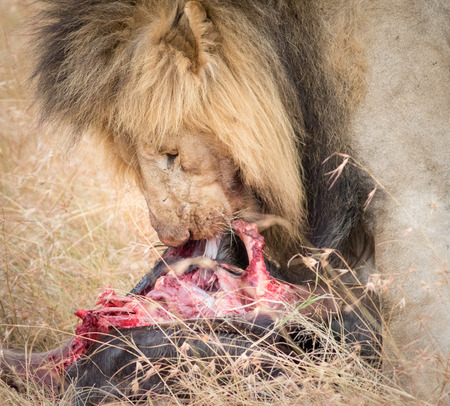 Lion Eating a Prey in Masai maraの写真素材