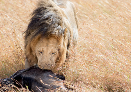 Lion Eating a Prey in Masai maraの写真素材