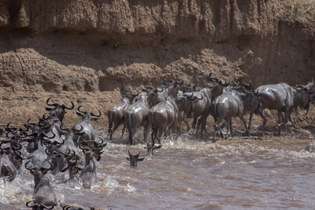 Africa Great Migrationの写真素材