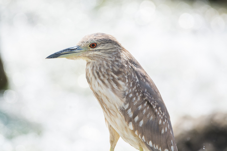 Black Crowned Night Heronの写真素材