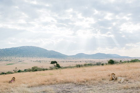 King Male Lion Portrait in Masai Mara , Kenyaの写真素材