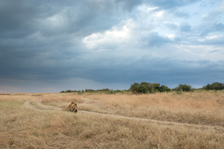 King Male Lion Portrait in Masai Mara , Kenyaの写真素材
