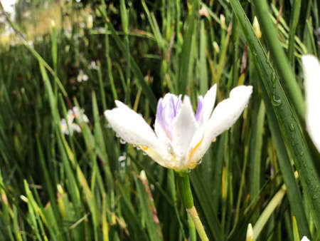 a small flower in green viewの写真素材