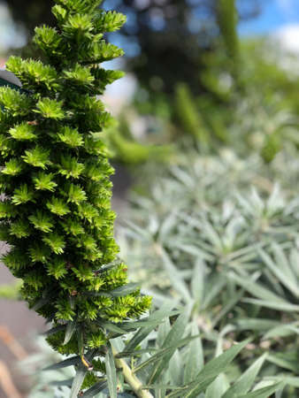 lavender is beautifulの写真素材