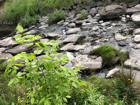 plant close to the riverの写真素材