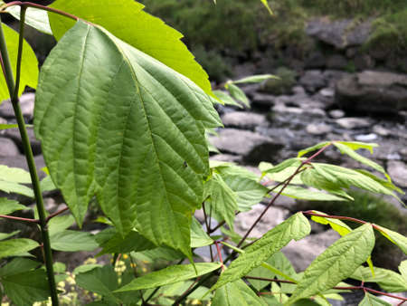 a happy leave of treeの写真素材