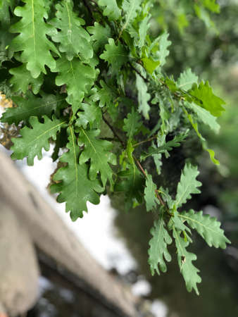 green leavesの写真素材