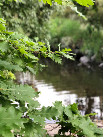 tree branch in front of the riverの写真素材