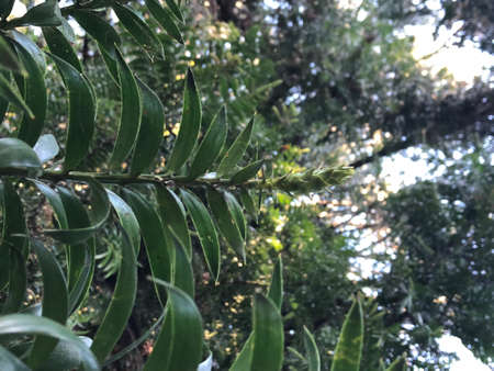 trees behind youの写真素材