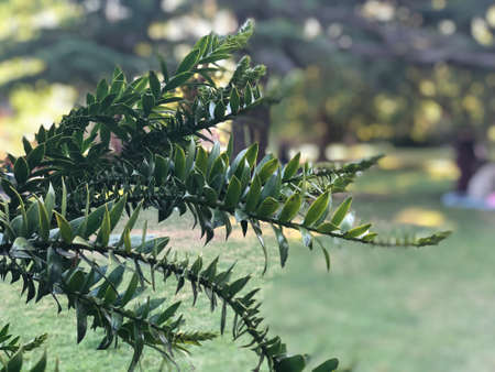tree branchの写真素材