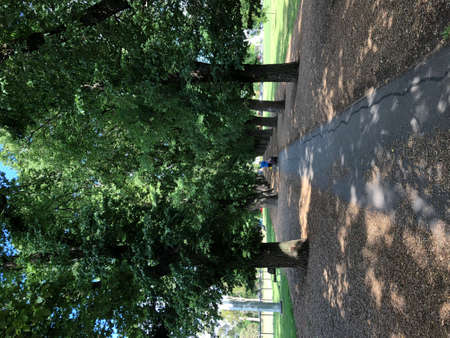 A senior citizen walk alone in the parkの写真素材