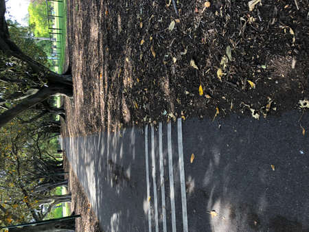 A road in the parkの写真素材