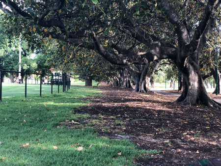 green road in the parkの写真素材